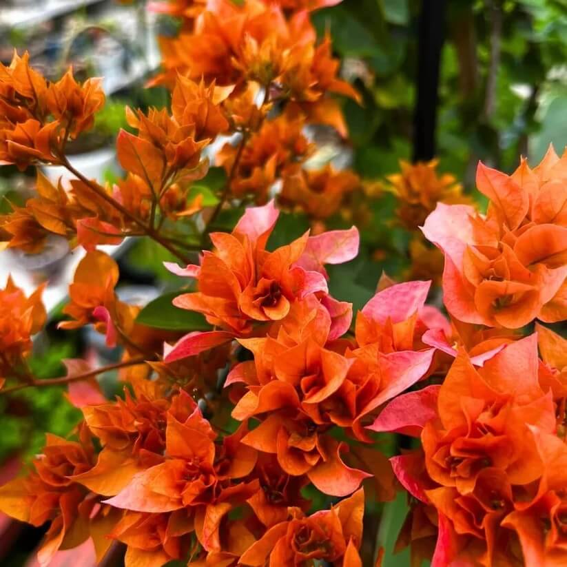 Climbing Bougainvillea Seeds