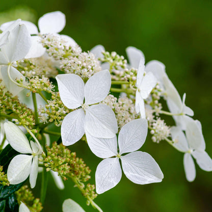 Climbing Hydrangea Seeds - Heirloom Flower Plant for Home Gardens