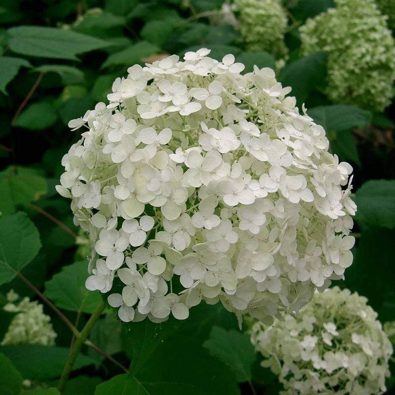 Climbing Hydrangea Seeds - Heirloom Flower Plant for Home Gardens