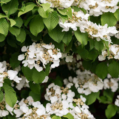 Climbing Hydrangea Seeds - Heirloom Flower Plant for Home Gardens