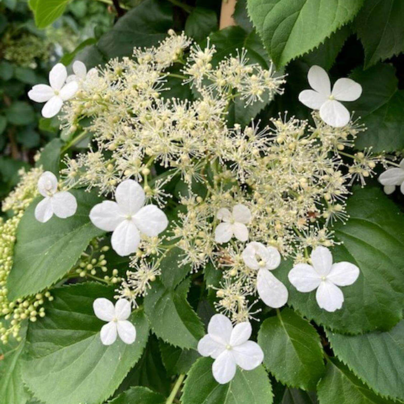Climbing Hydrangea Seeds - Heirloom Flower Plant for Home Gardens
