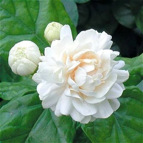 Climbing Jasmine Seeds