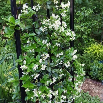 Climbing Jasmine Seeds