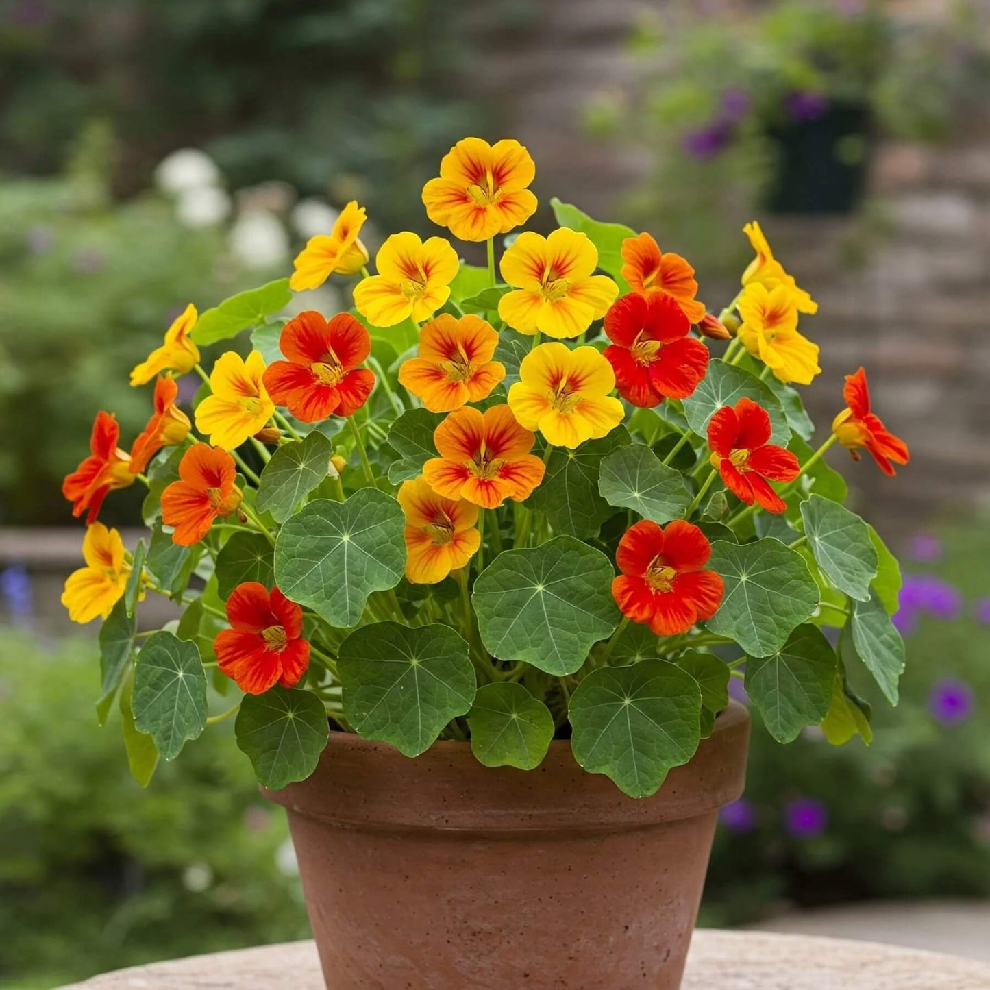Climbing Nasturtium Seeds - Flower Plant
