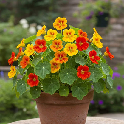 Climbing Nasturtium Seeds - Flower Plant