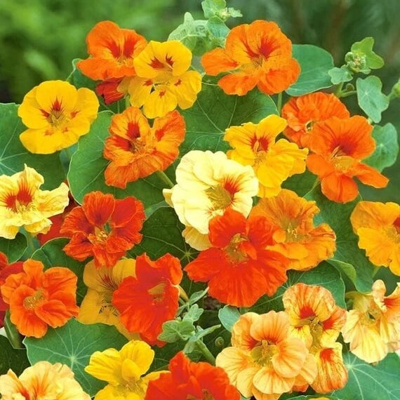 Climbing Nasturtium Seeds - Flower Plant