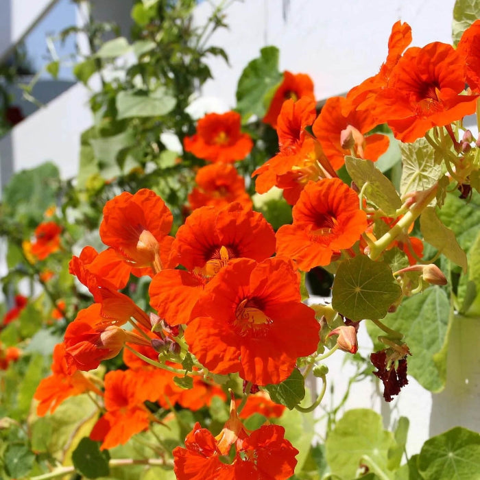Climbing Nasturtium Seeds - Flower Plant