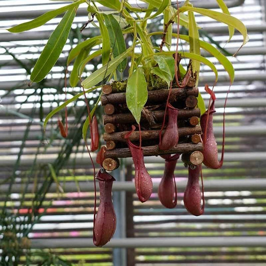 Climbing Pitcher Plant Seeds