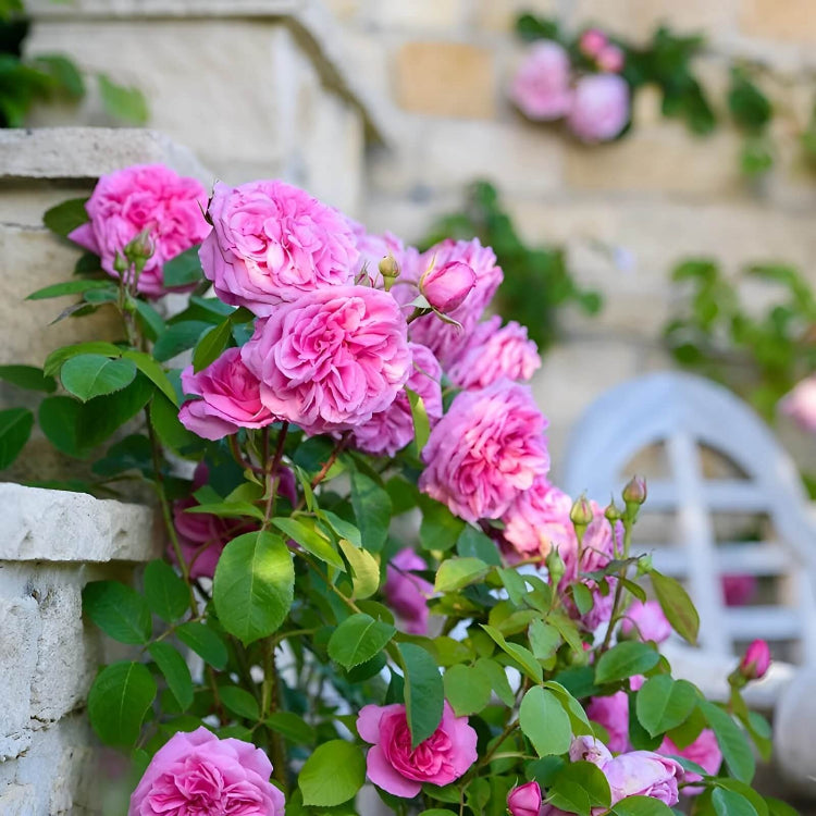 Climbing Rose Seeds - Flower Plant
