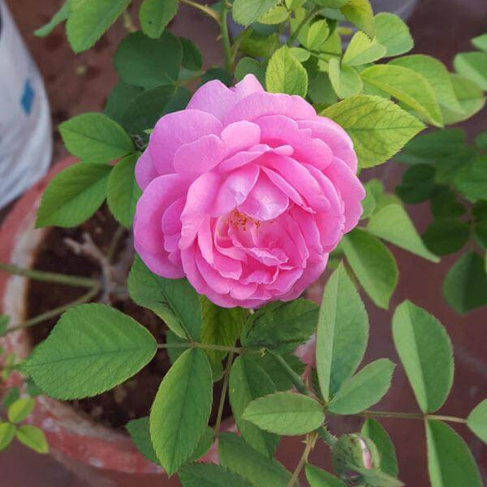 Climbing Rose Seeds - Flower Plant
