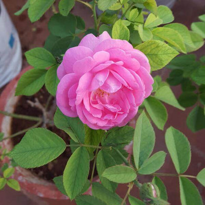 Climbing Rose Seeds - Flower Plant