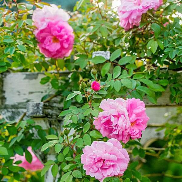 Climbing Rose Seeds - Flower Plant