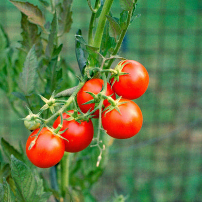 Climbing Tomato Seeds - Heirloom Vegetable Plant for Home Gardens