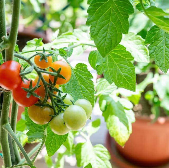 Climbing Tomato Seeds - Heirloom Vegetable Plant for Home Gardens
