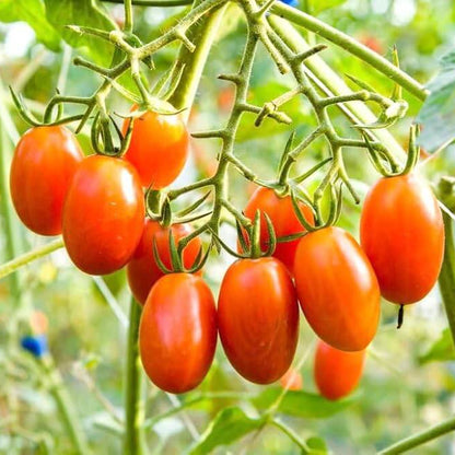 Climbing Tomato Seeds - Heirloom Vegetable Plant for Home Gardens