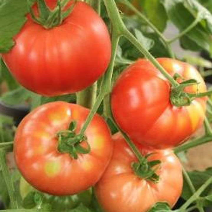 Climbing Tomato Seeds - Heirloom Vegetable Plant for Home Gardens
