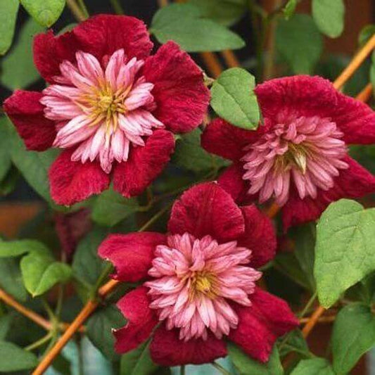 Climbing Vine Clematis Seeds - Flower Plant