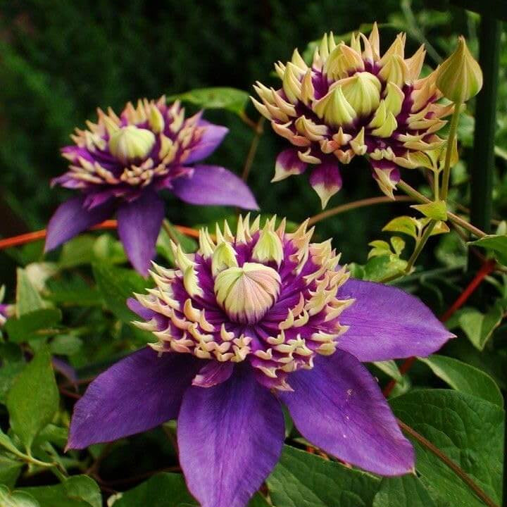 Climbing Vine Clematis Seeds - Flower Plant