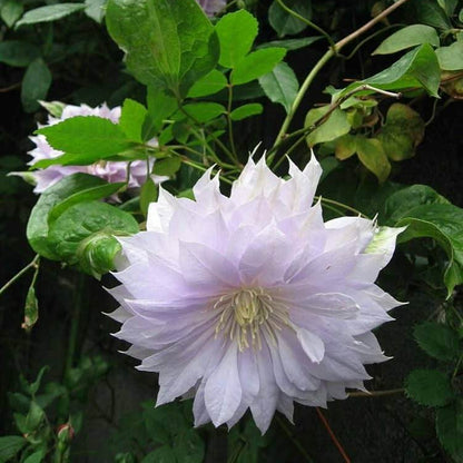 Climbing Vine Clematis Seeds - Flower Plant