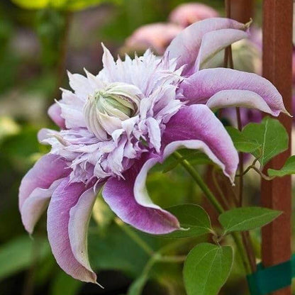 Climbing Vine Clematis Seeds - Flower Plant
