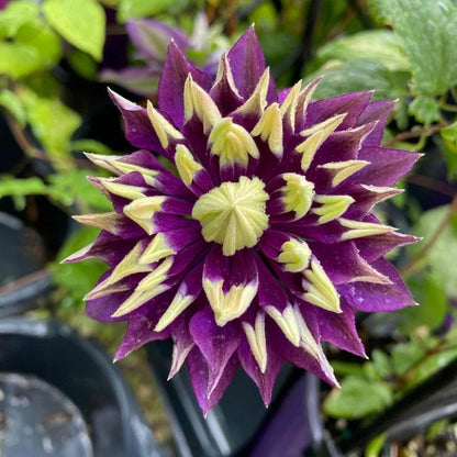 Climbing Vine Clematis Seeds - Flower Plant