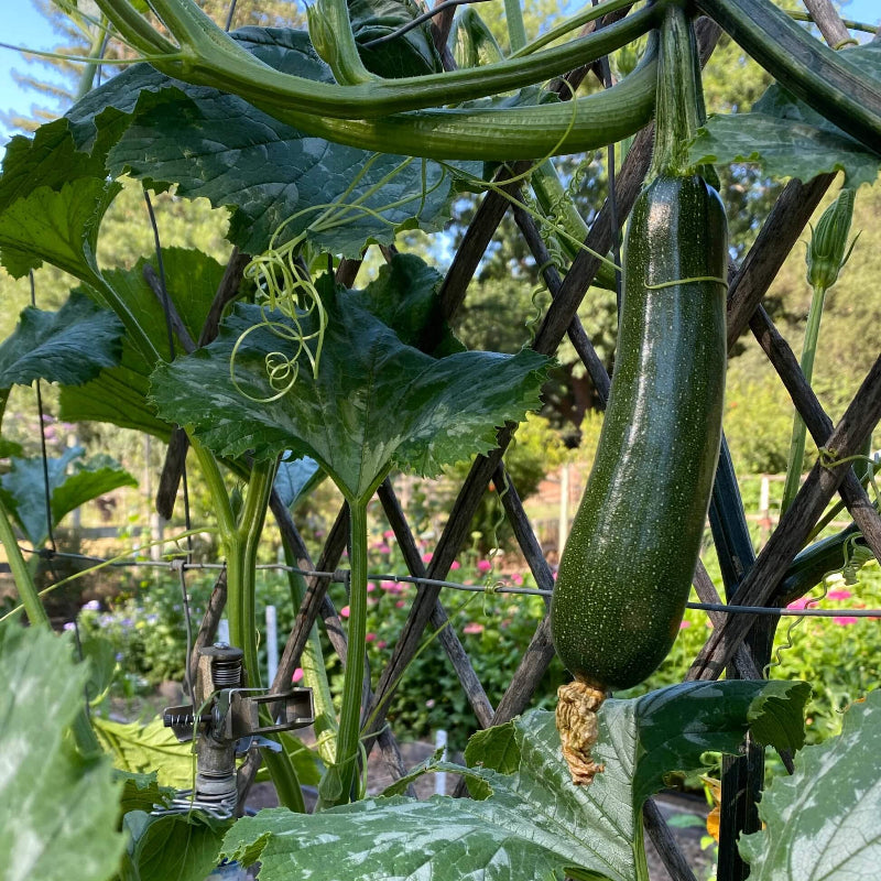 Climbing Zucchini Seeds 