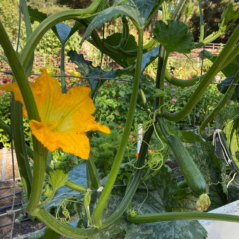 Climbing Zucchini Seeds 
