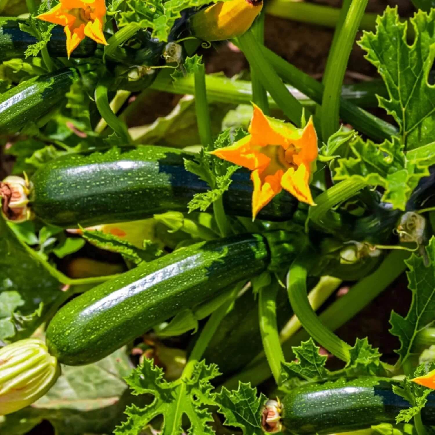 Climbing Zucchini Seeds 