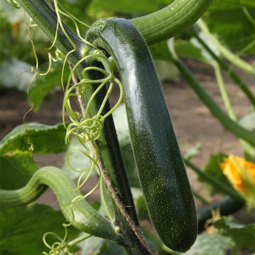 Climbing Zucchini Seeds 