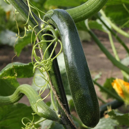 Climbing Zucchini Seeds 