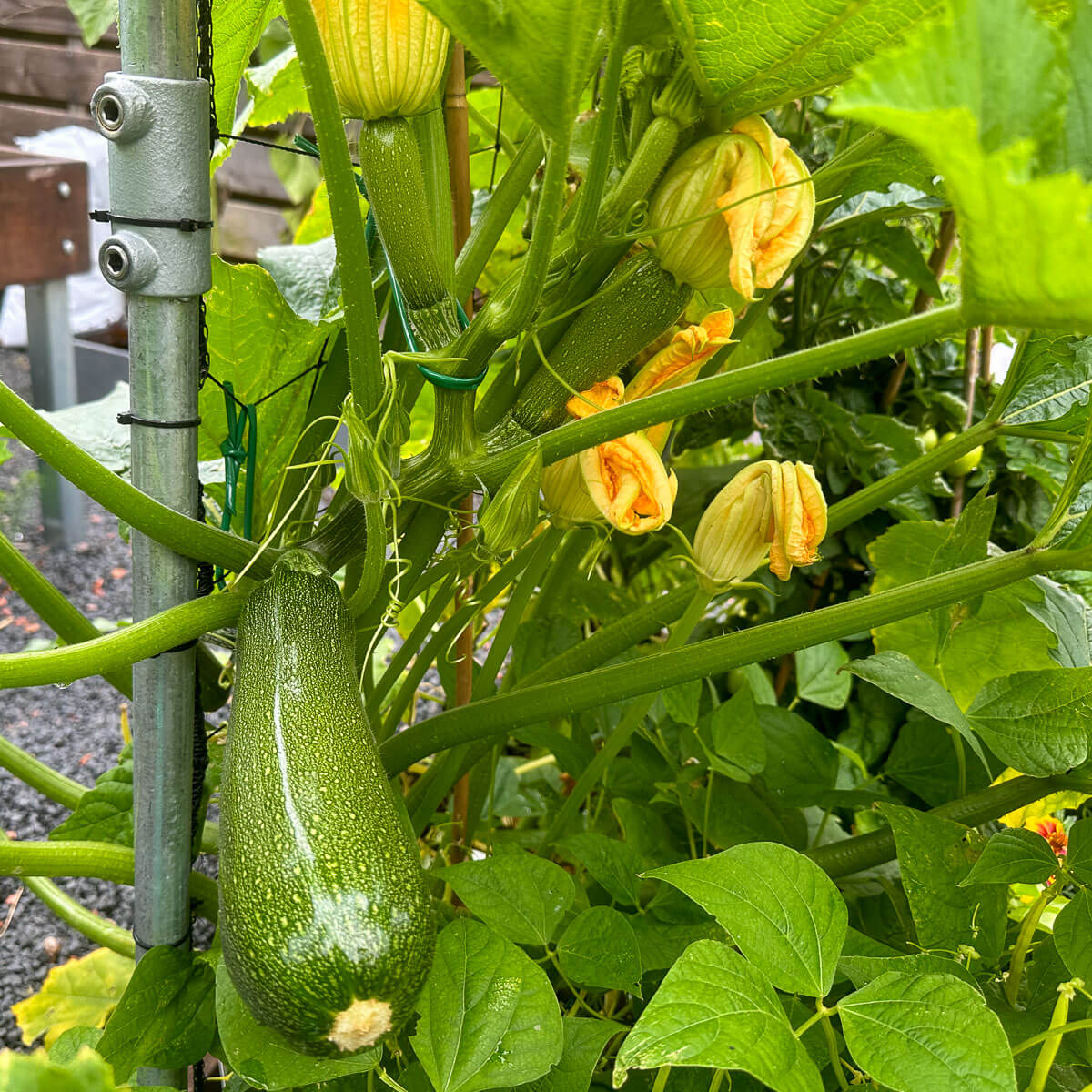 Climbing Zucchini Seeds 