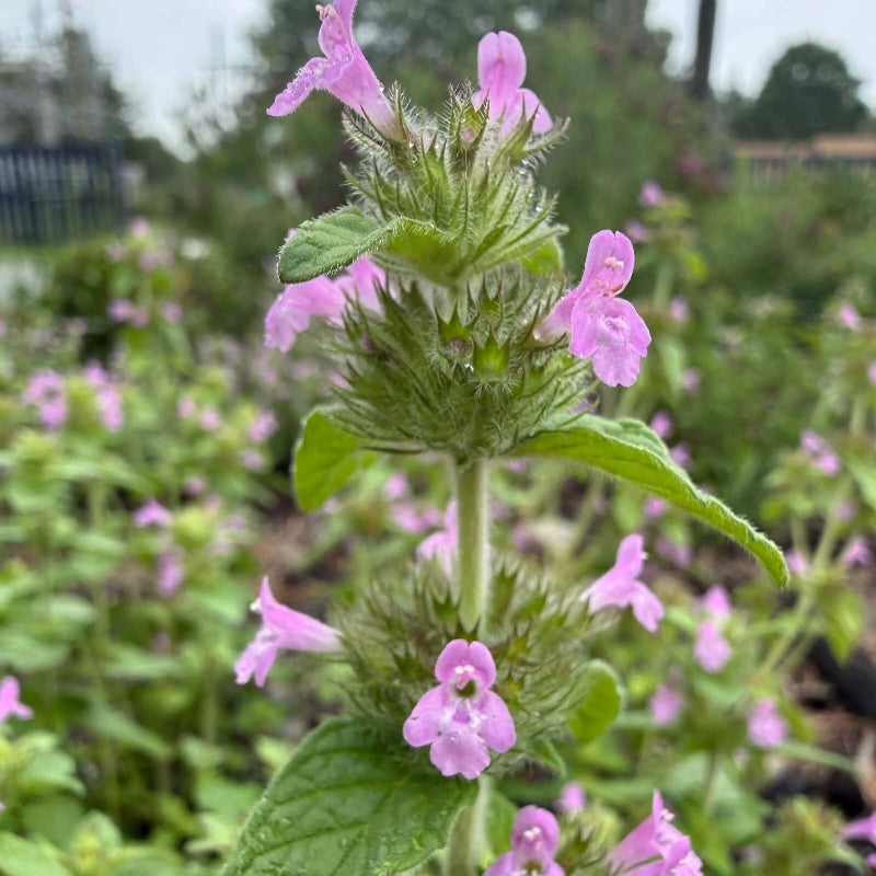 Clinopodium Vulgare Seeds - Heirloom Herbal Plant for Home Gardens