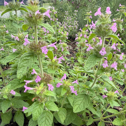 Clinopodium Vulgare Seeds - Heirloom Herbal Plant for Home Gardens