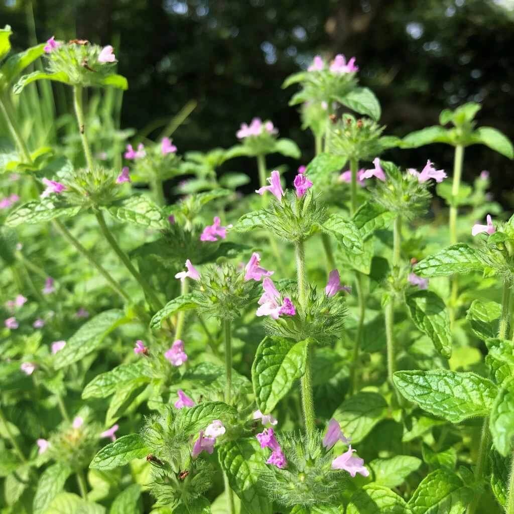 Clinopodium Vulgare Seeds - Heirloom Herbal Plant for Home Gardens