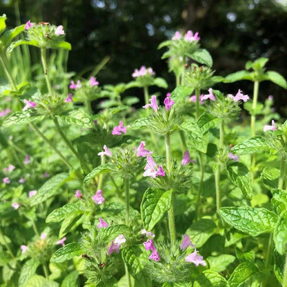 Clinopodium Vulgare Seeds - Heirloom Herbal Plant for Home Gardens