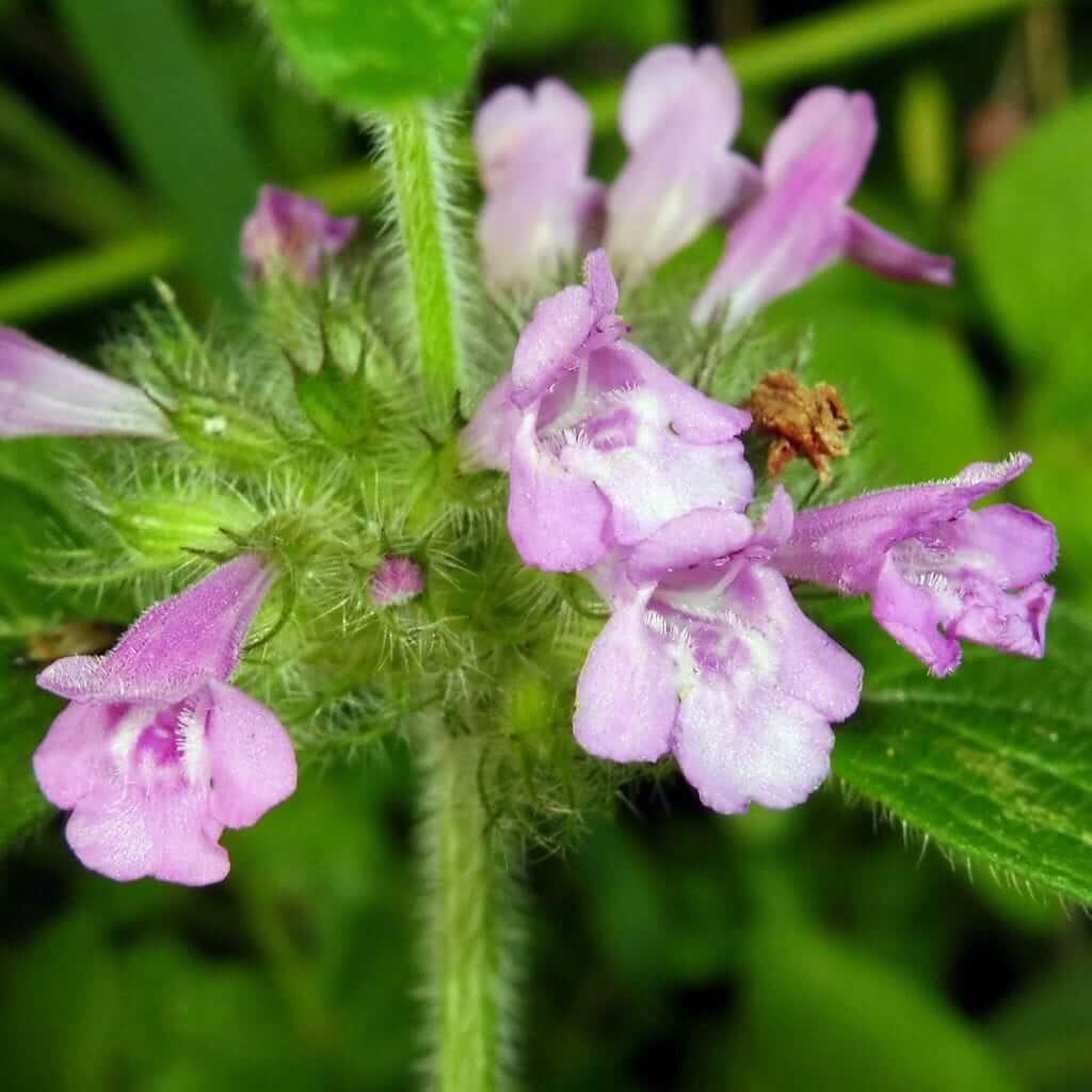 Clinopodium Vulgare Seeds - Heirloom Herbal Plant for Home Gardens