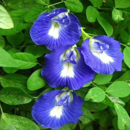 Clitoria Seeds - Heirloom Flower Plant for Home Gardens