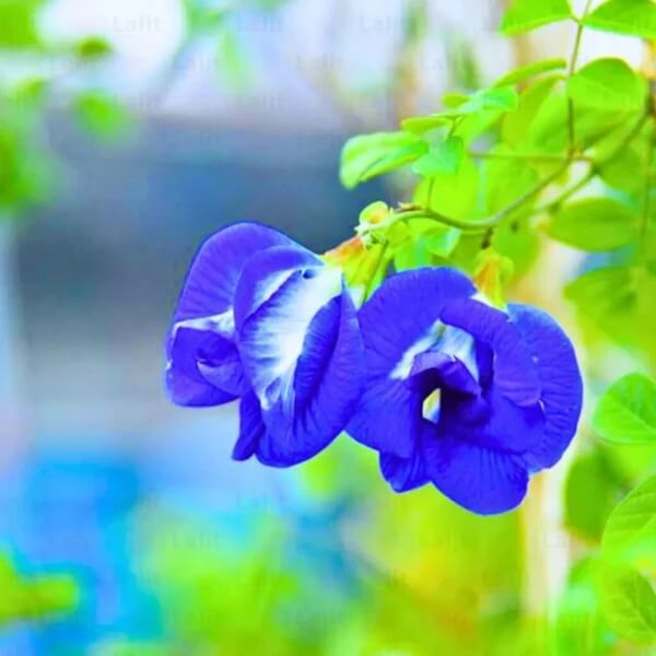 Clitoria Ternatea Seeds 