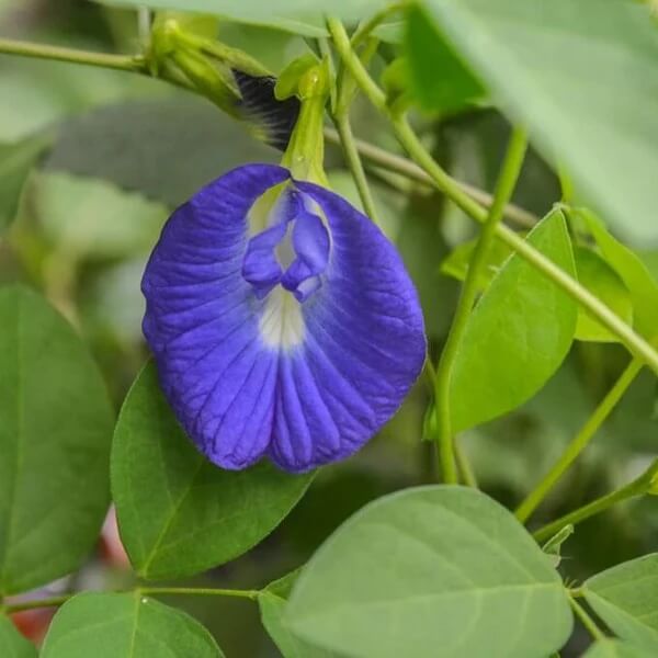 Clitoria Ternatea Seeds 