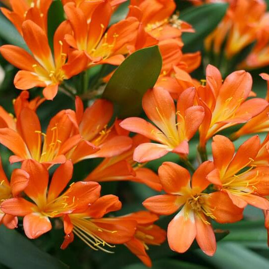 Clivia  Seeds