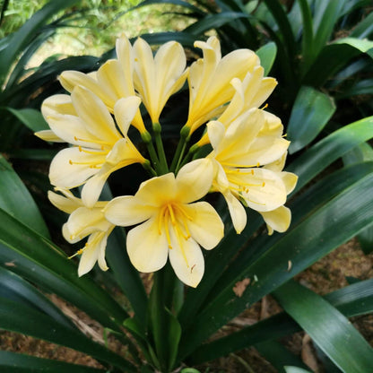 Clivia Seeds - Flower Plant for Home Gardens