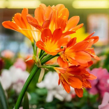Clivia  Seeds