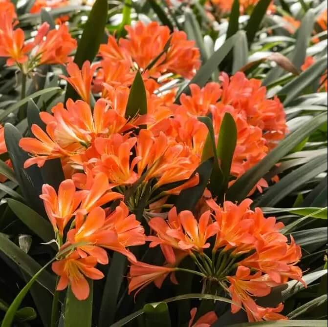 Clivia  Seeds