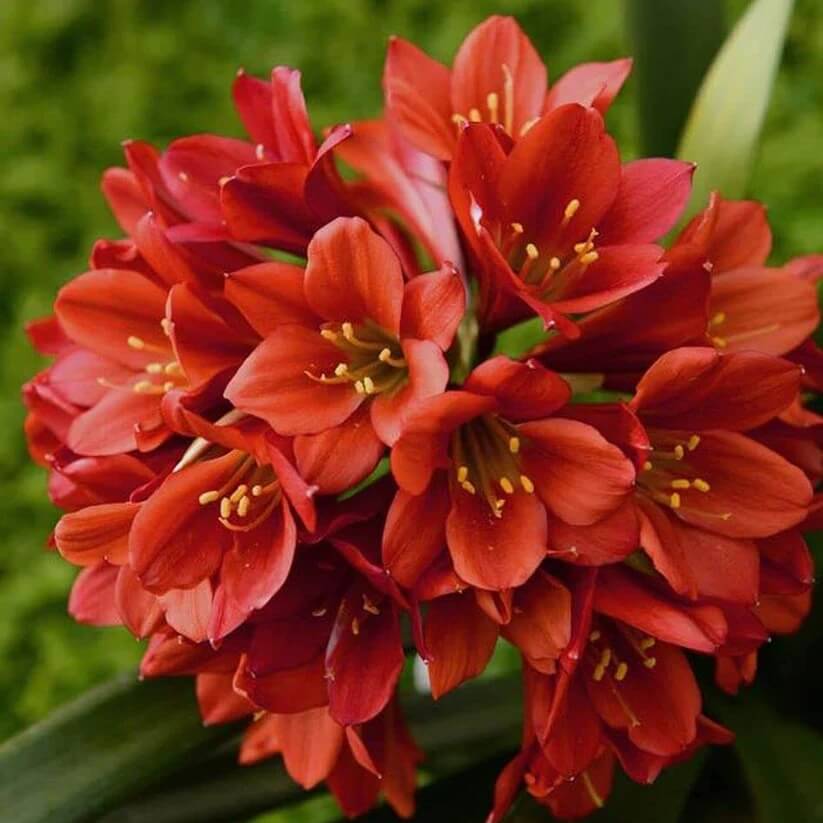 Clivia  Seeds