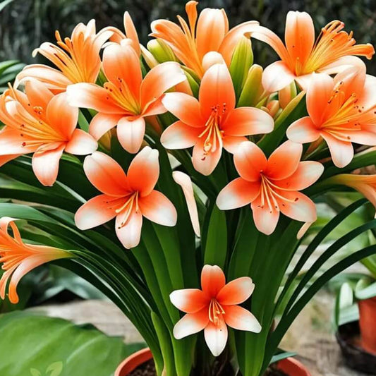 Clivia Seeds - Flower Plant for Home Gardens