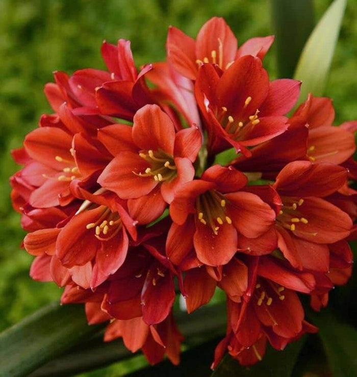 Clivia Seeds - Flower Plant for Home Gardens