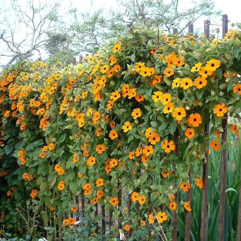 Clock Vine Seeds