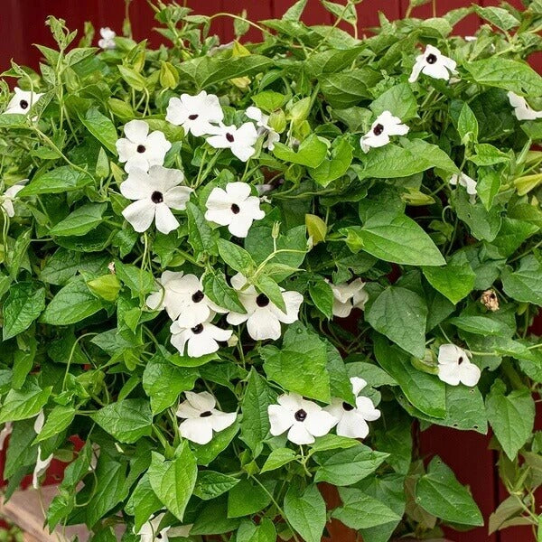 Clock Vine Seeds