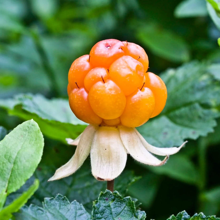 Cloudberry Sweet Berry Seeds