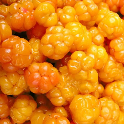 Cloudberry Sweet Berry Seeds